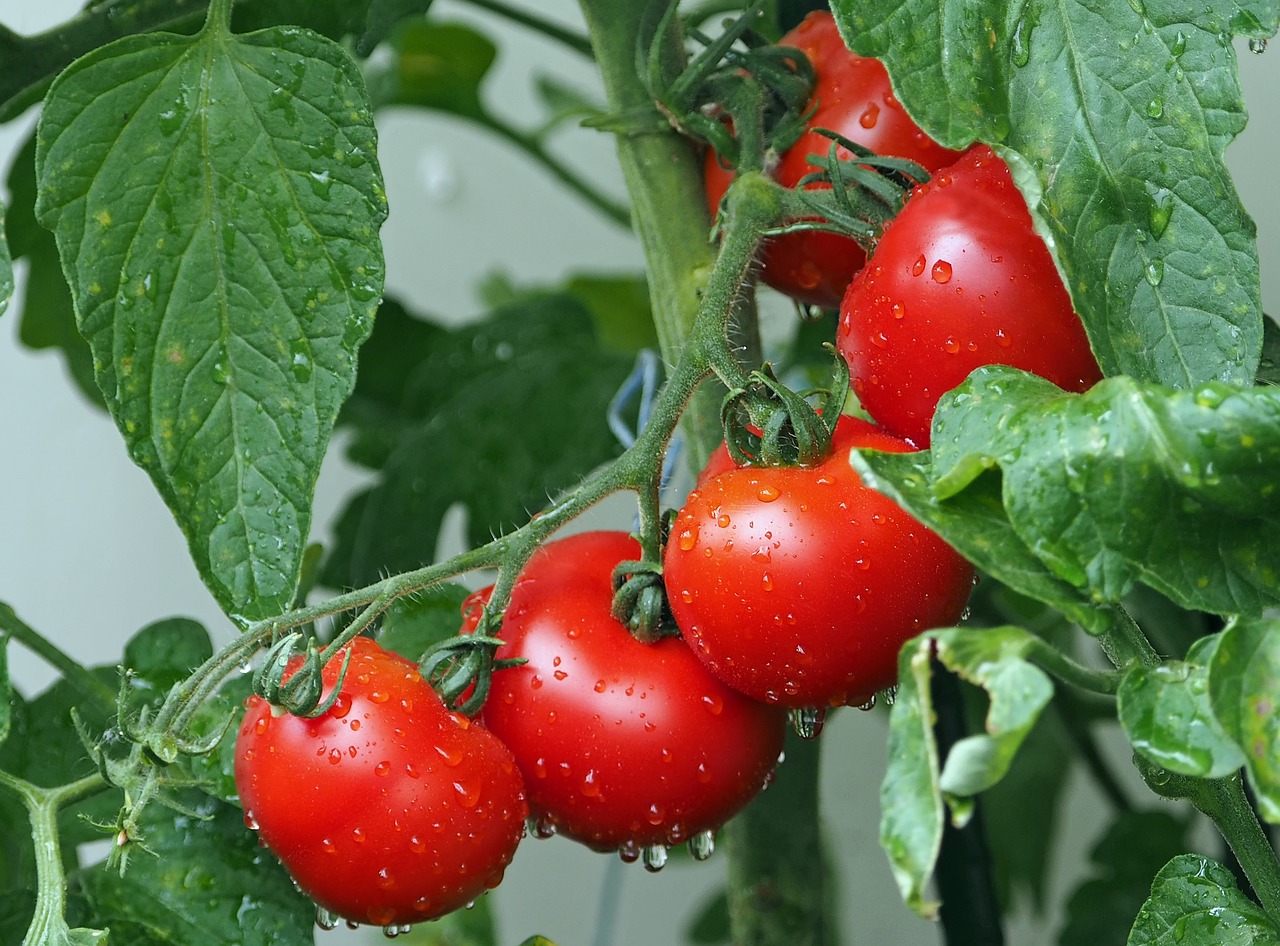 TOMATES