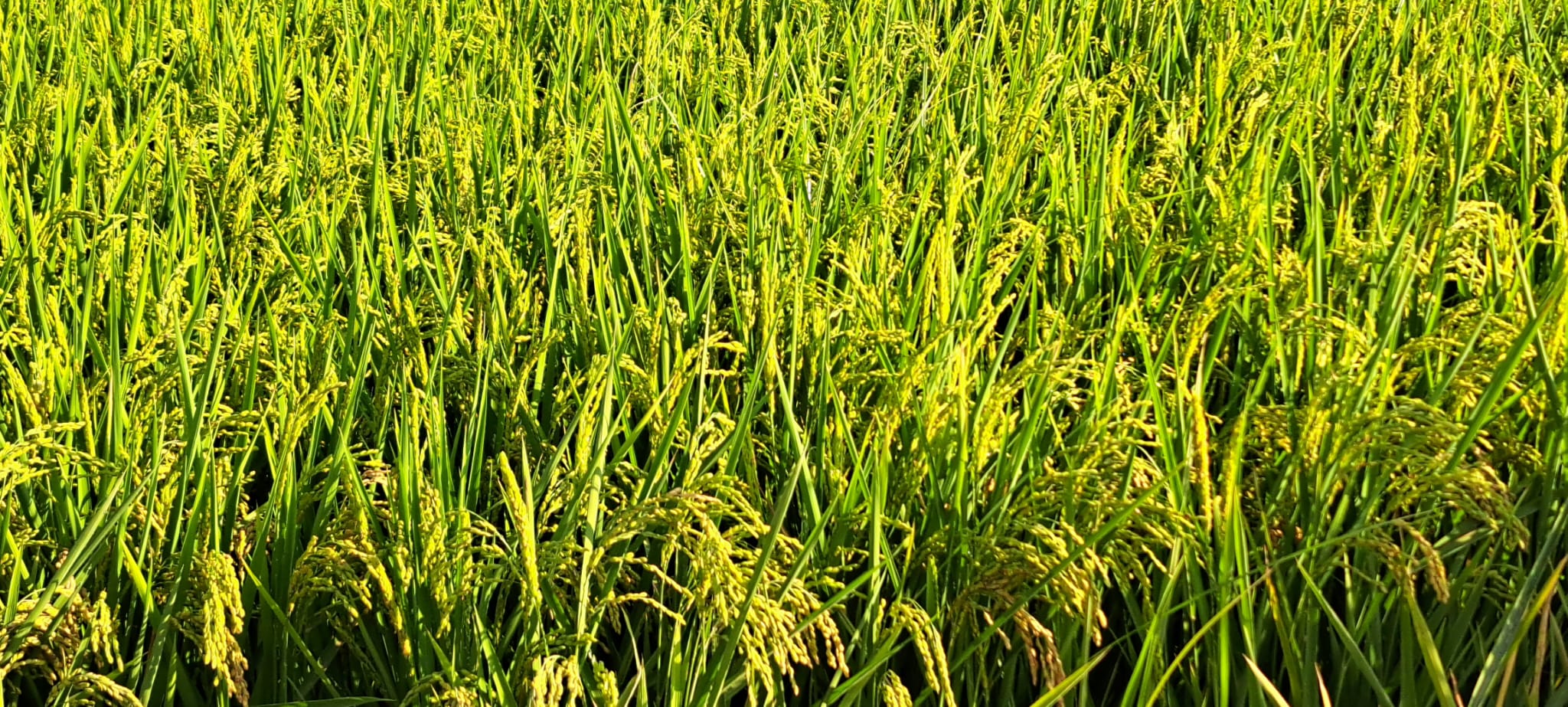arroz1