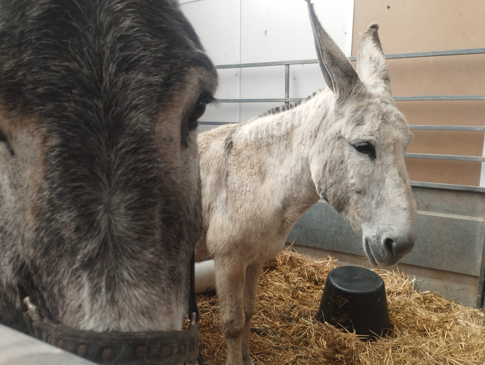 feria ganadera la coronada burros
