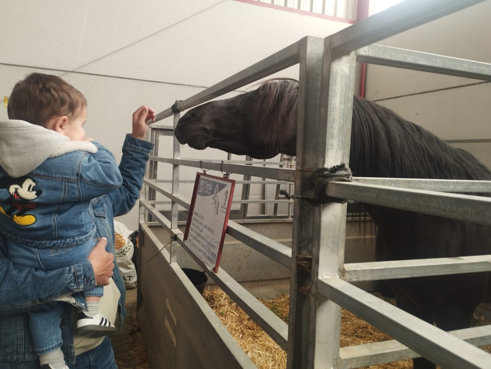 feria ganadera la coronada caballo