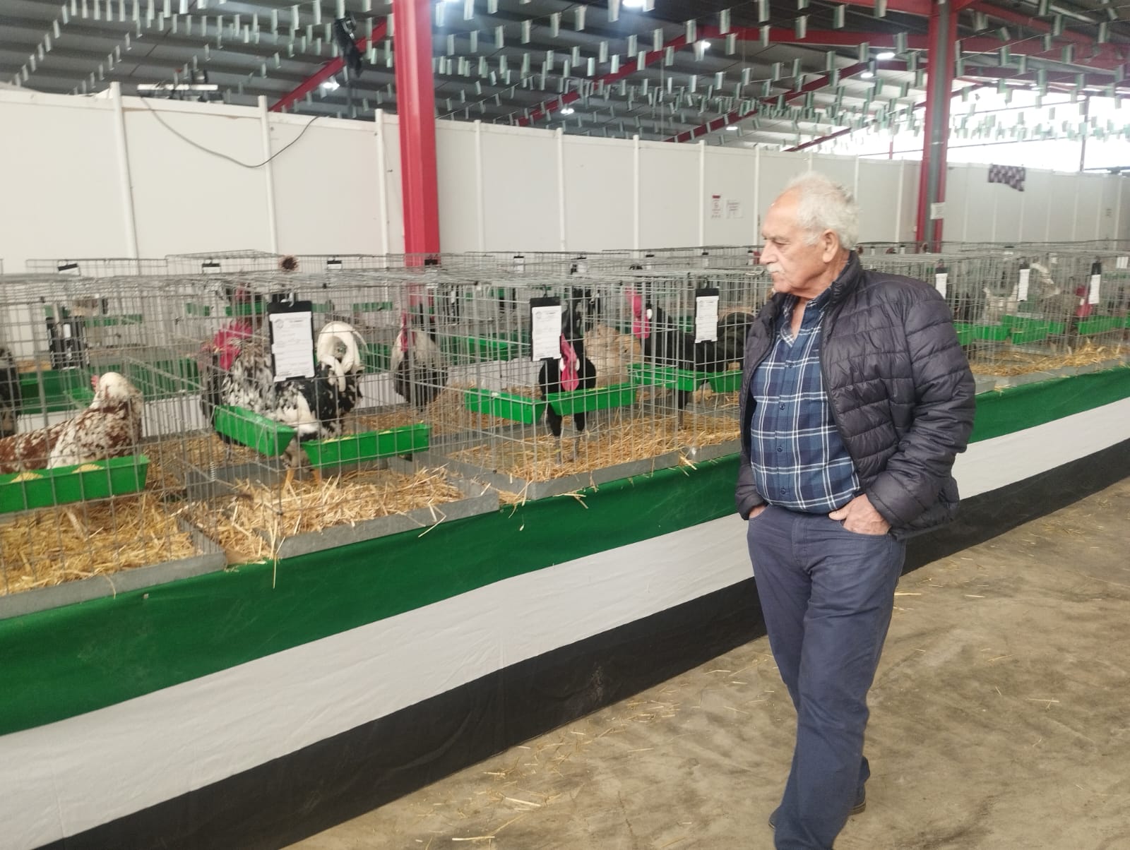feria ganadera la coronada gallos