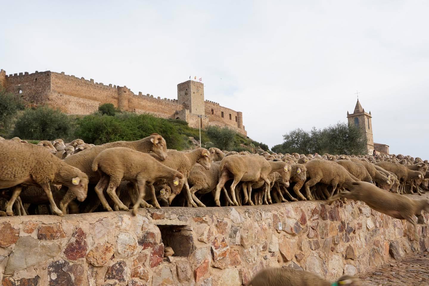 trashumancia3