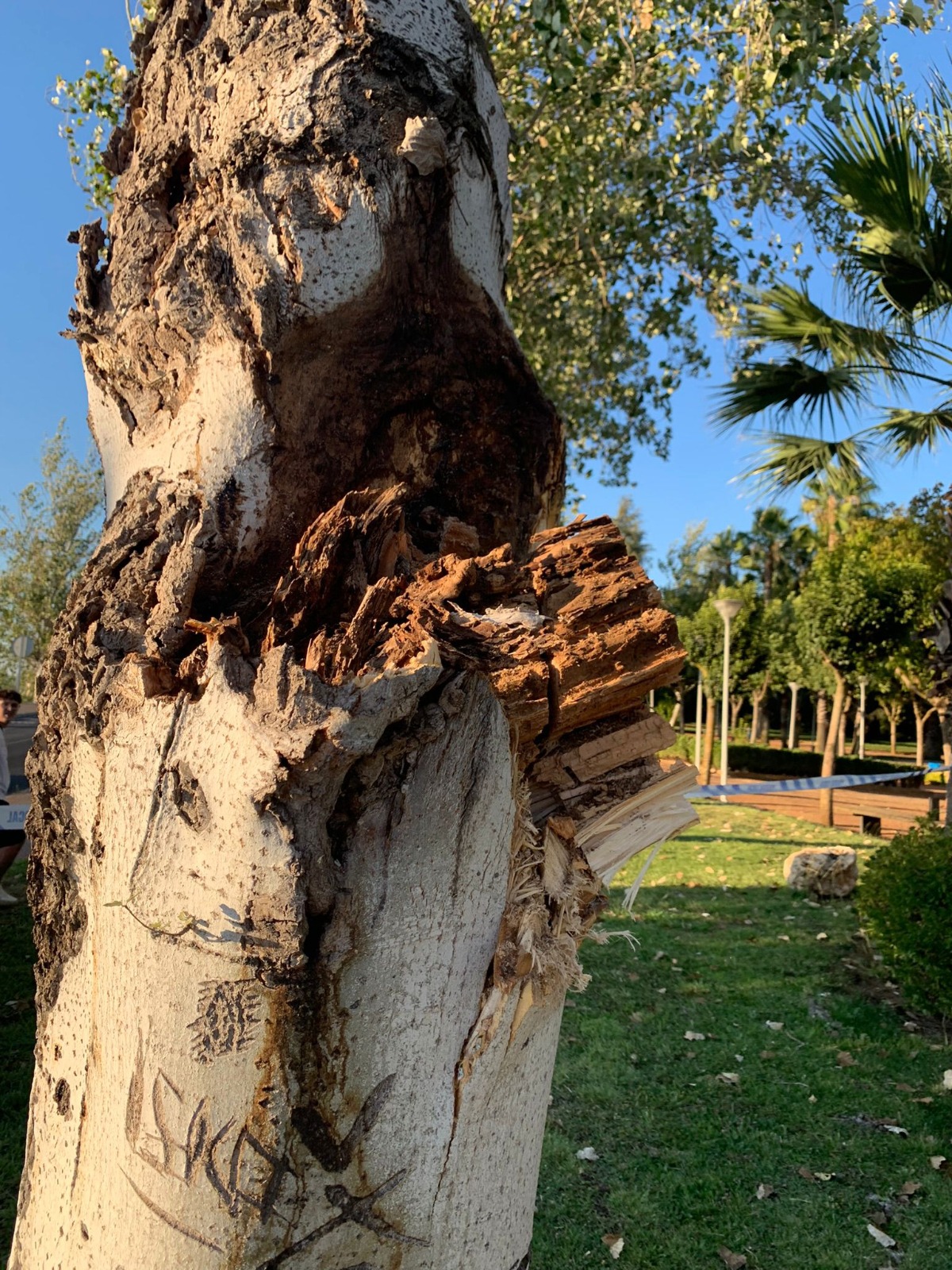 arboles talados 1