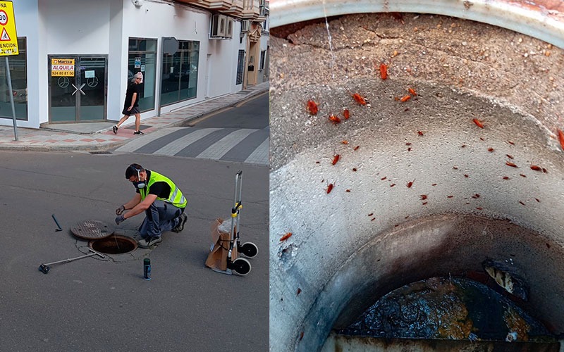 tratamiento cucarachas