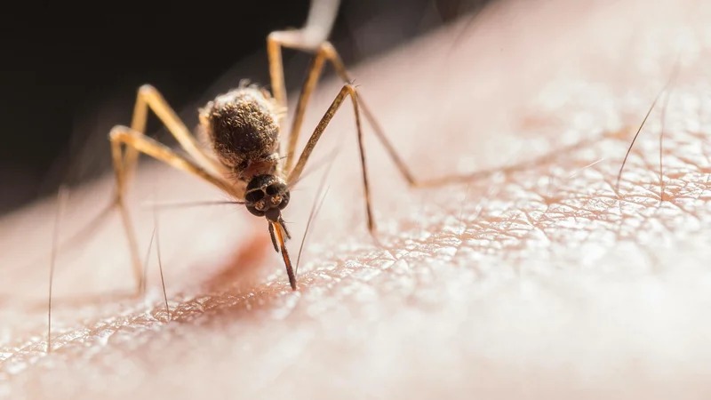 mosquito