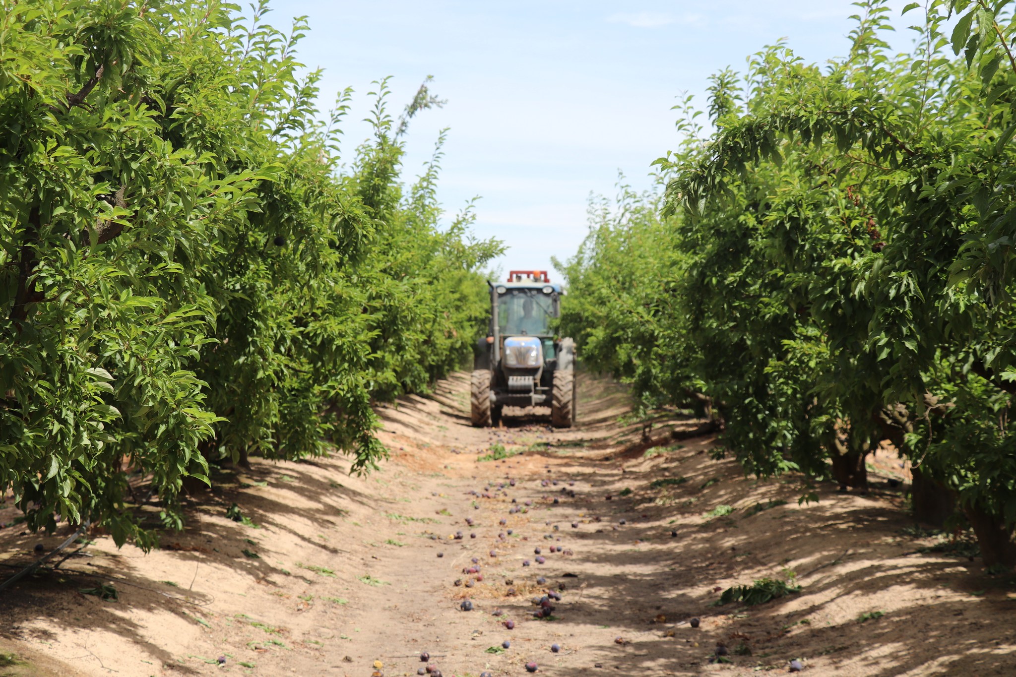 AGRICULTORES VVA