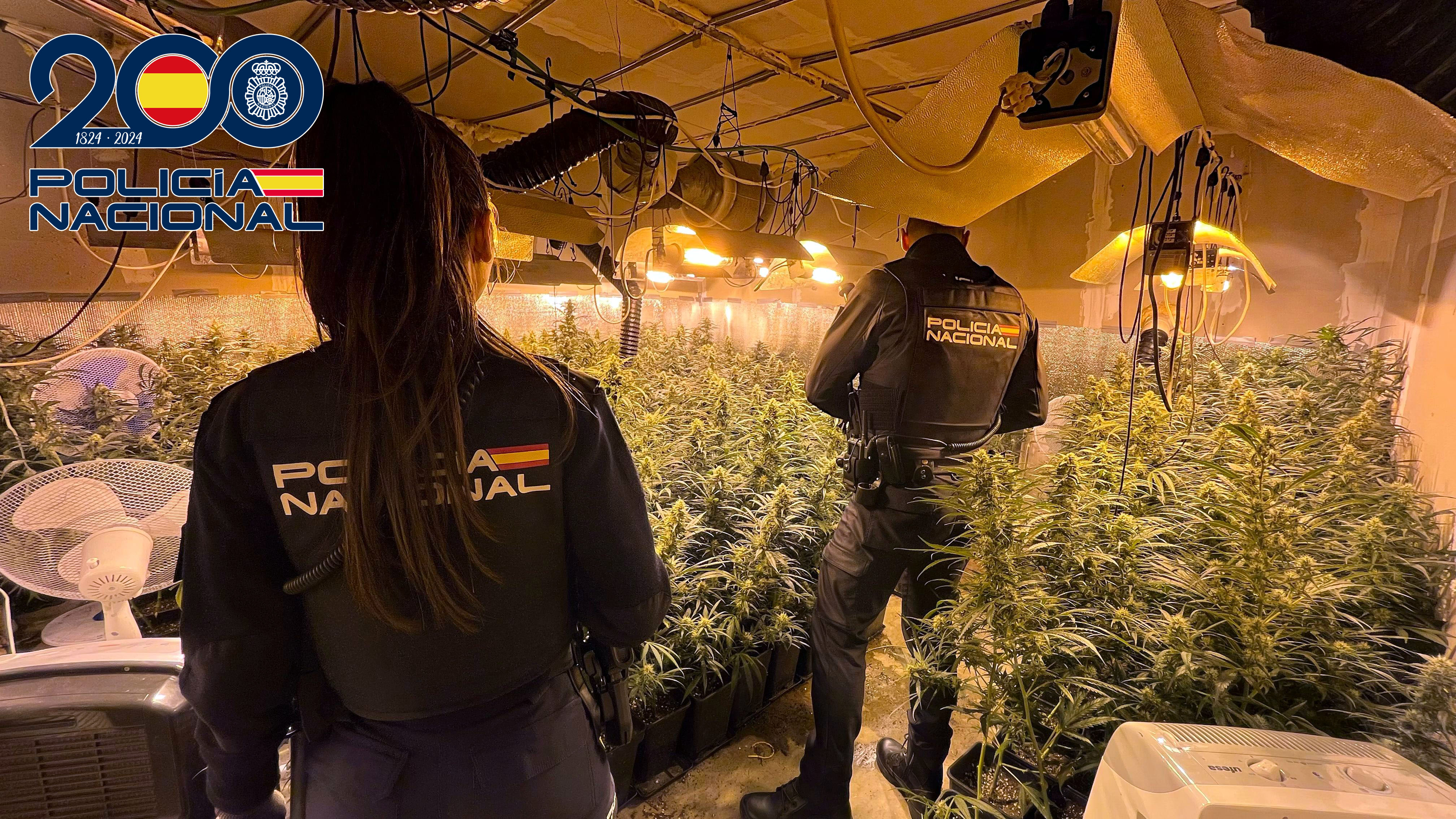 plantas marihuana policia