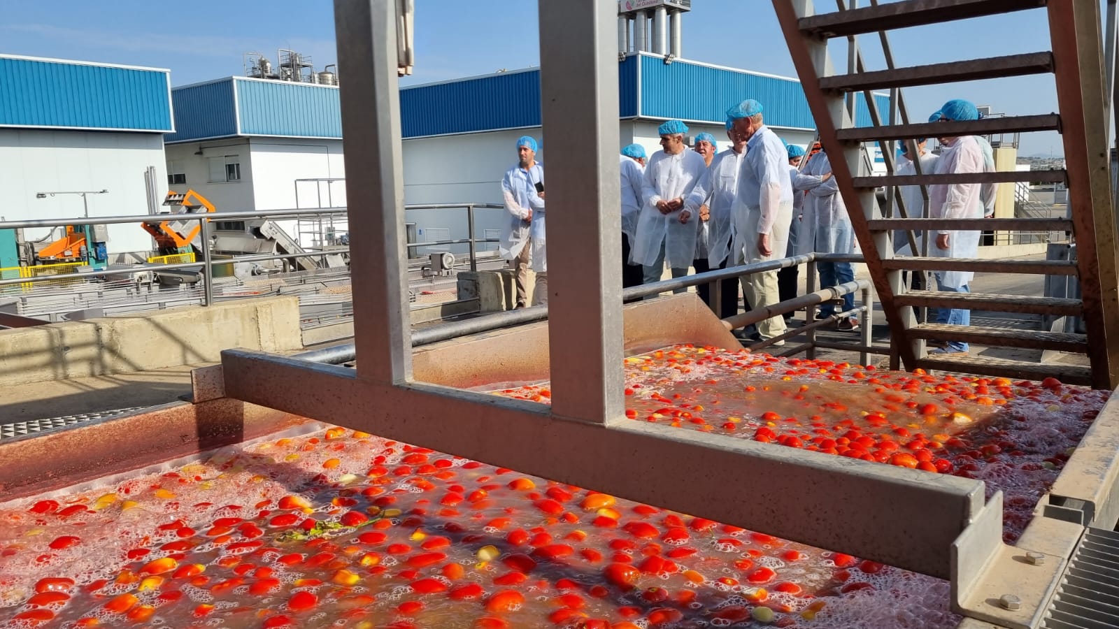 quintana en tomates del guadiana