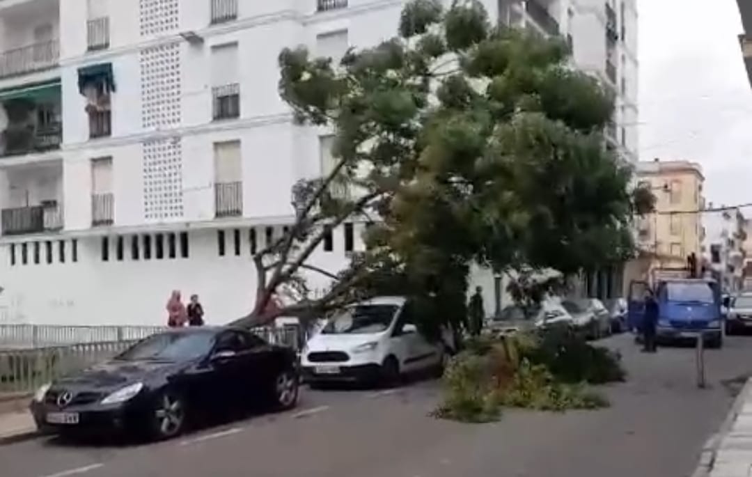 arbol caido db