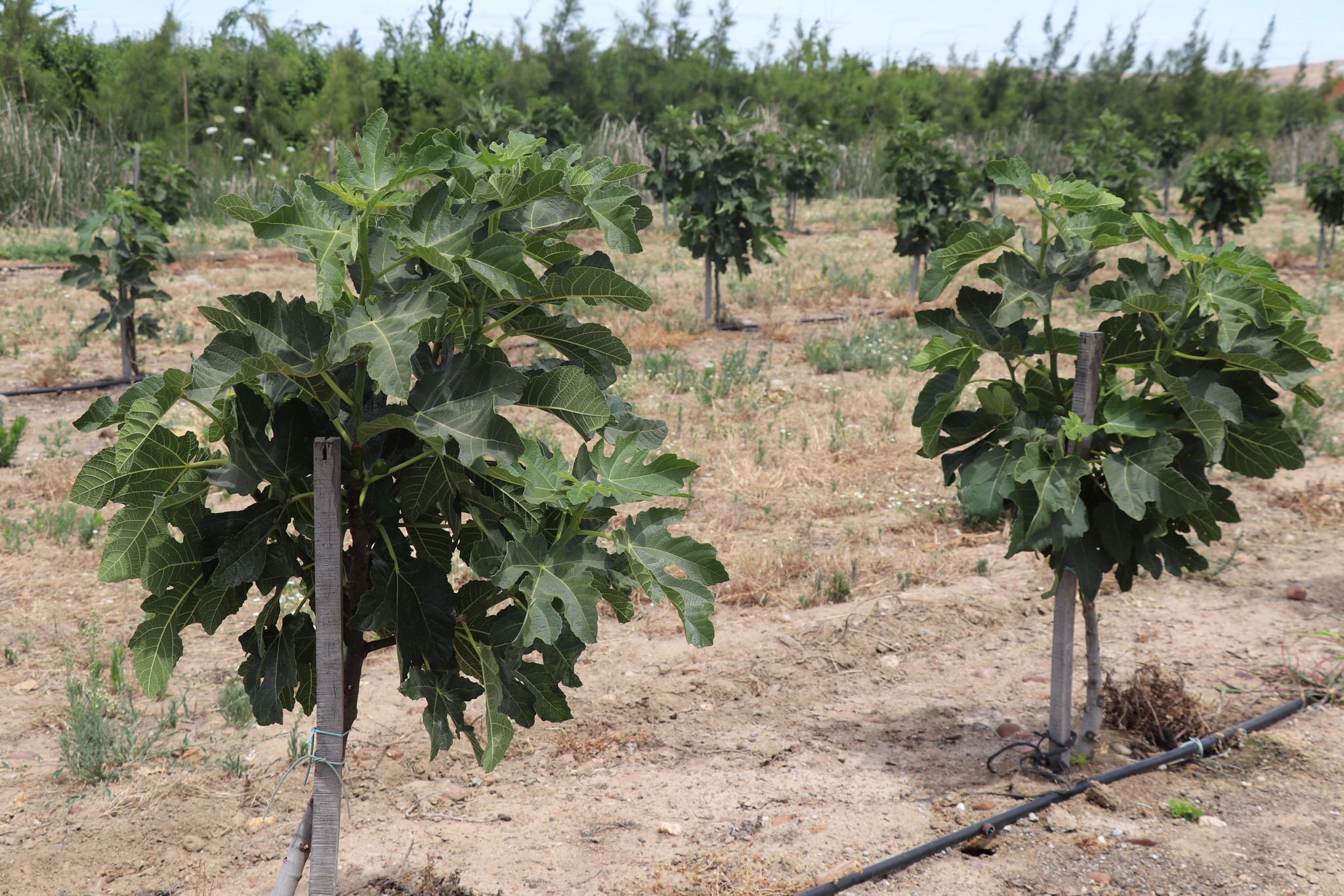 ciudad ciudadana plantas vva
