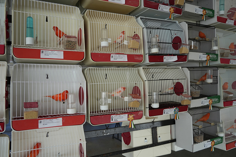 pajaros concurso
