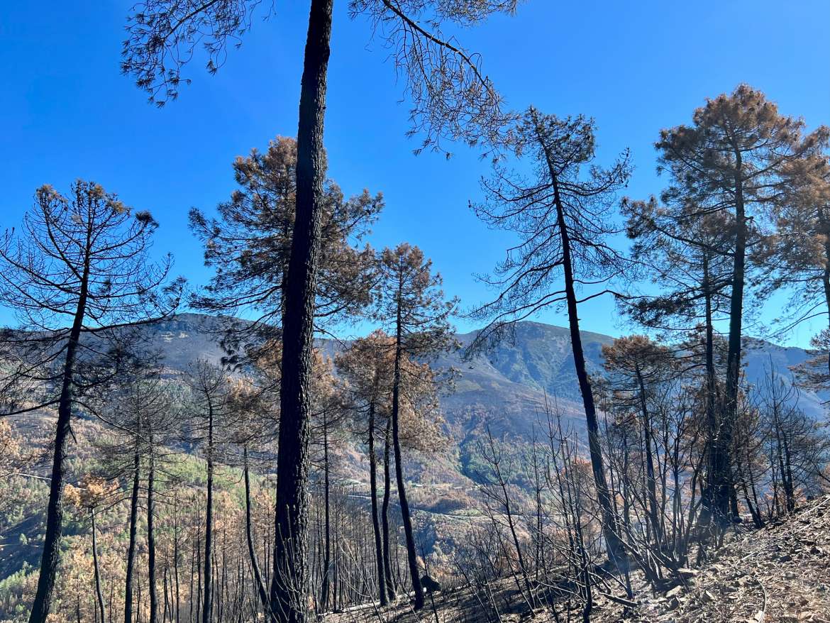 forestal