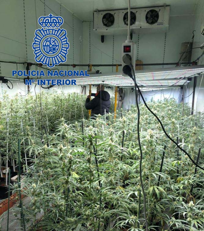 marihuana