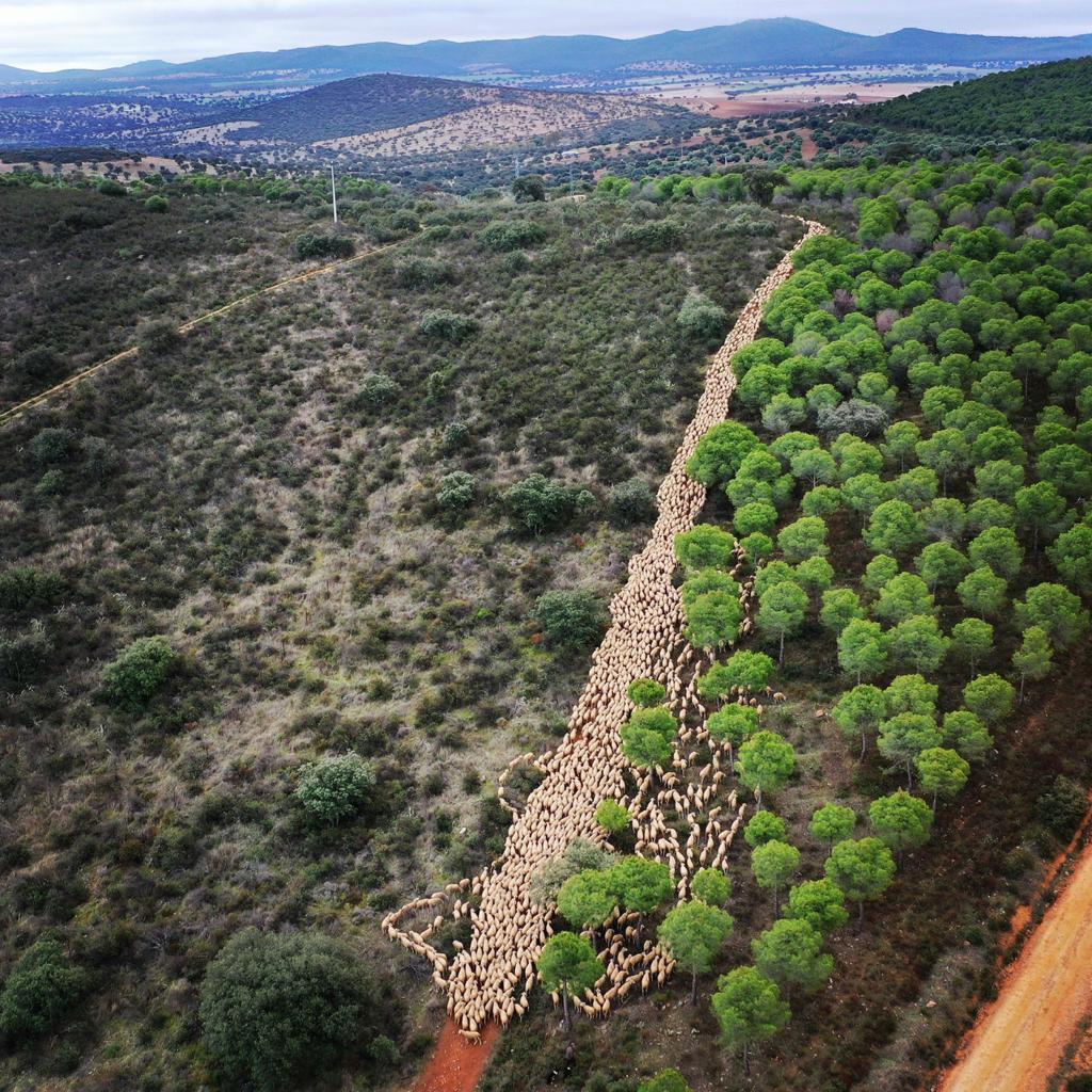 ovejas merinas