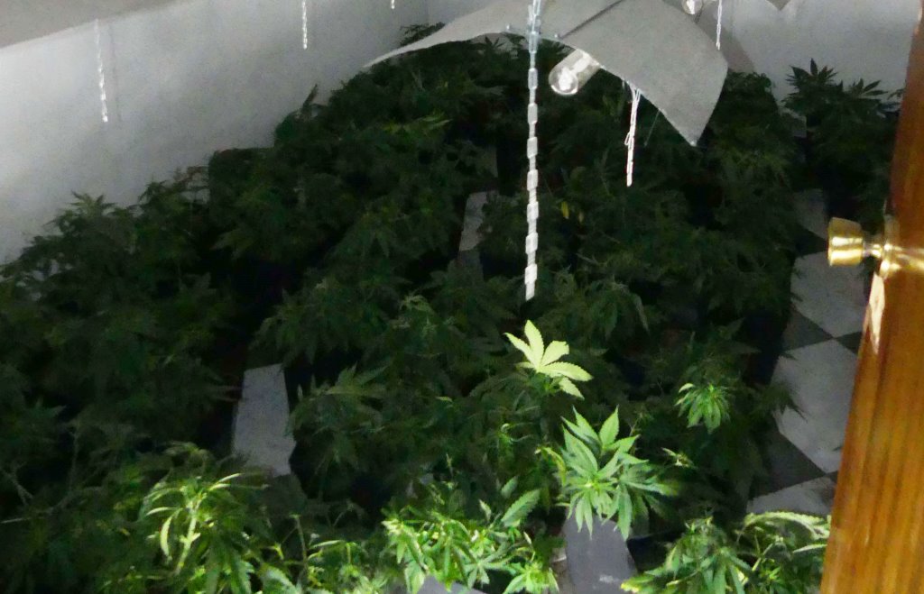 marihuana