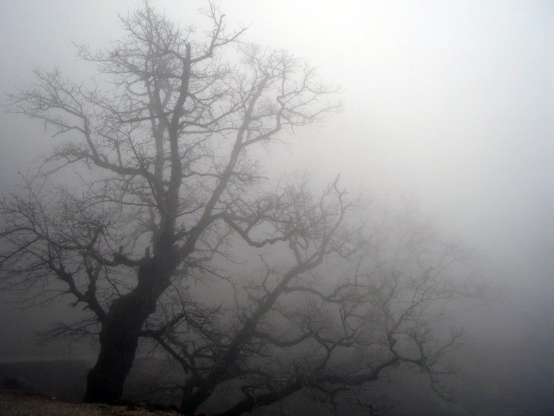 niebla