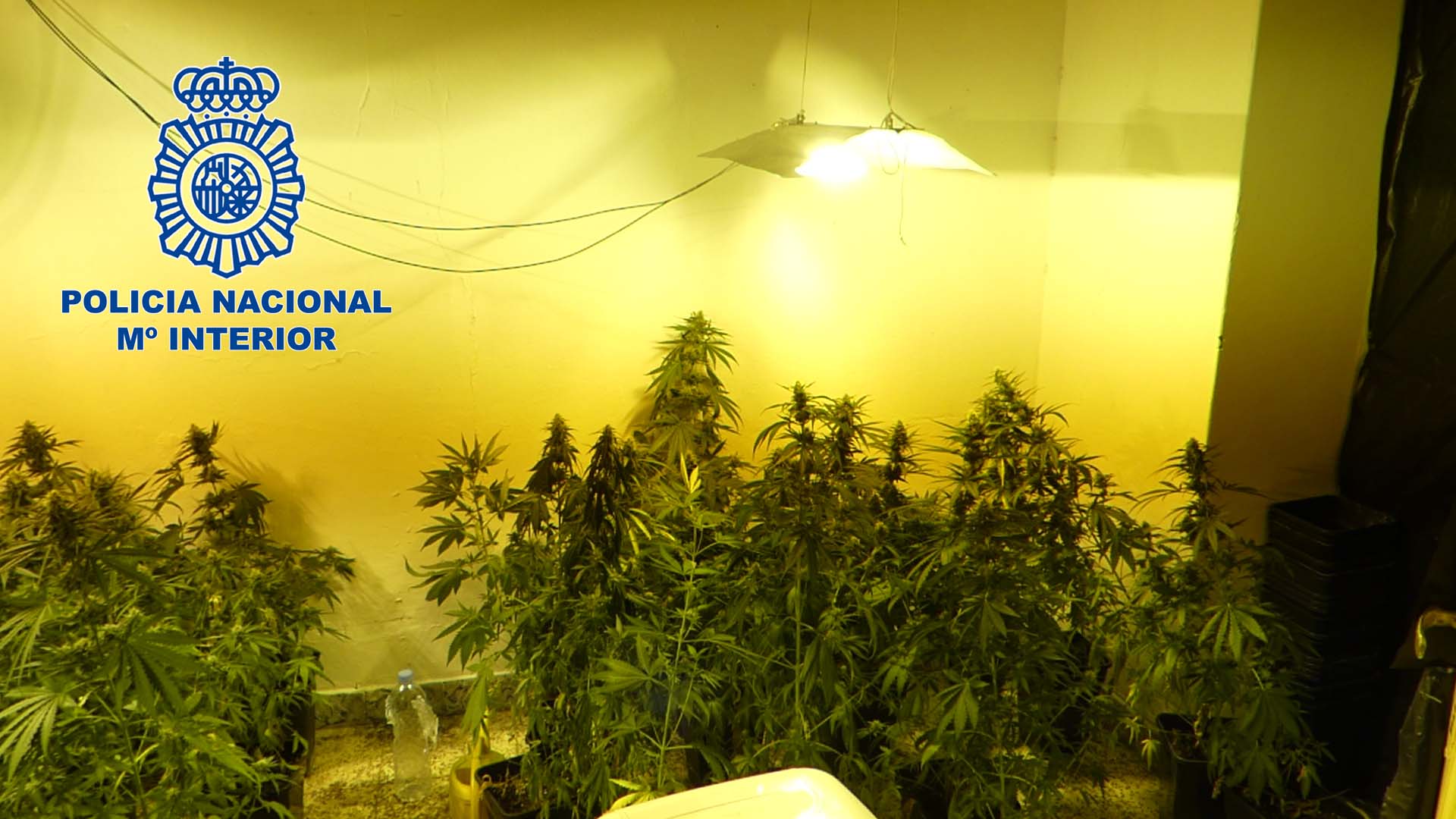 marihuana villanueva