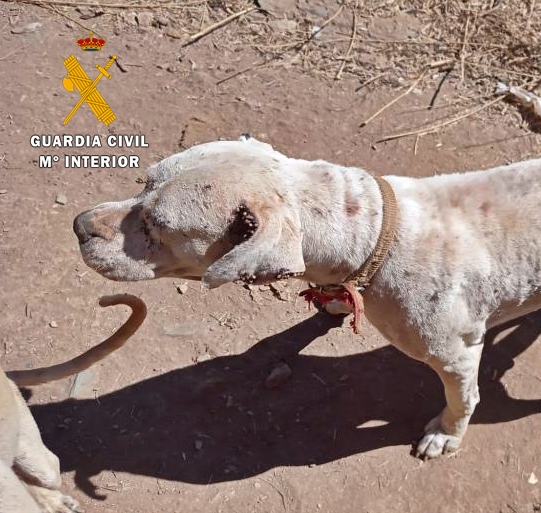 perro zahinos