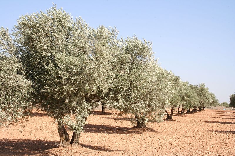 olivar