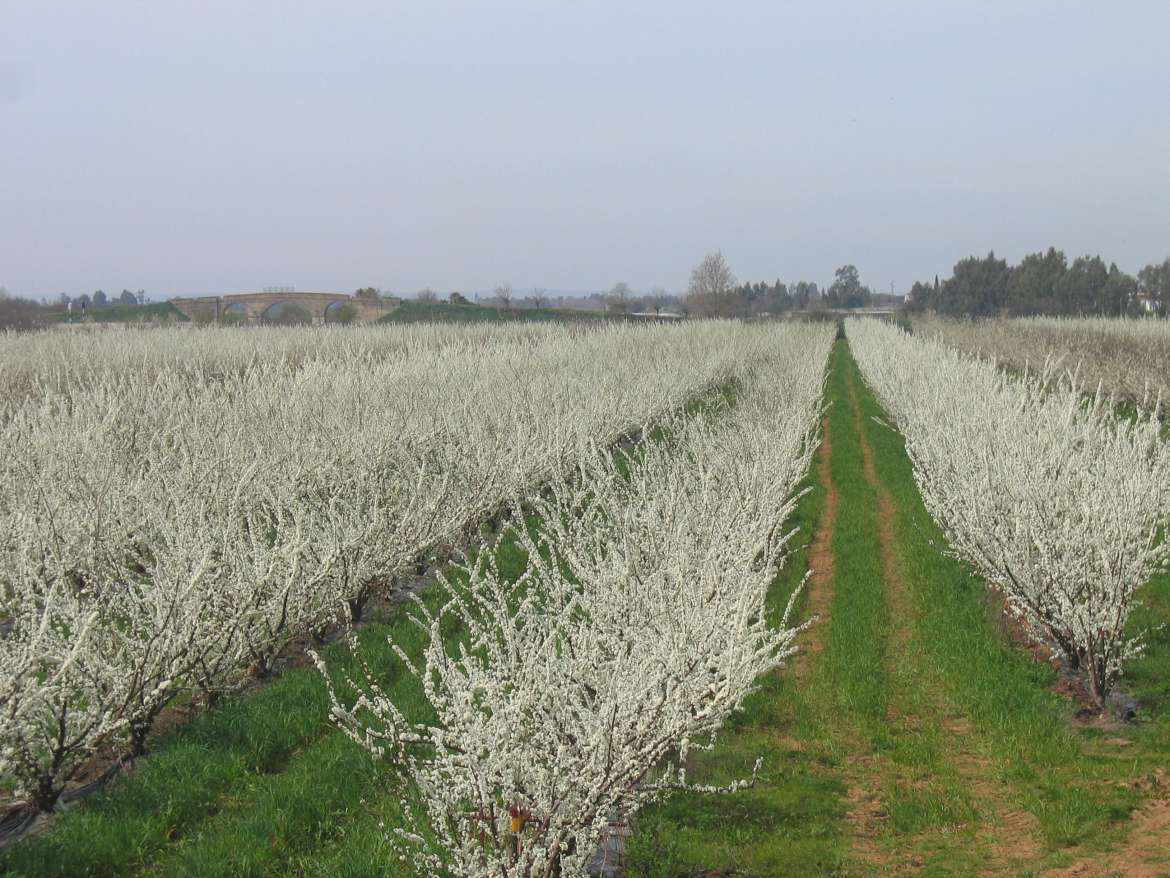 frutales