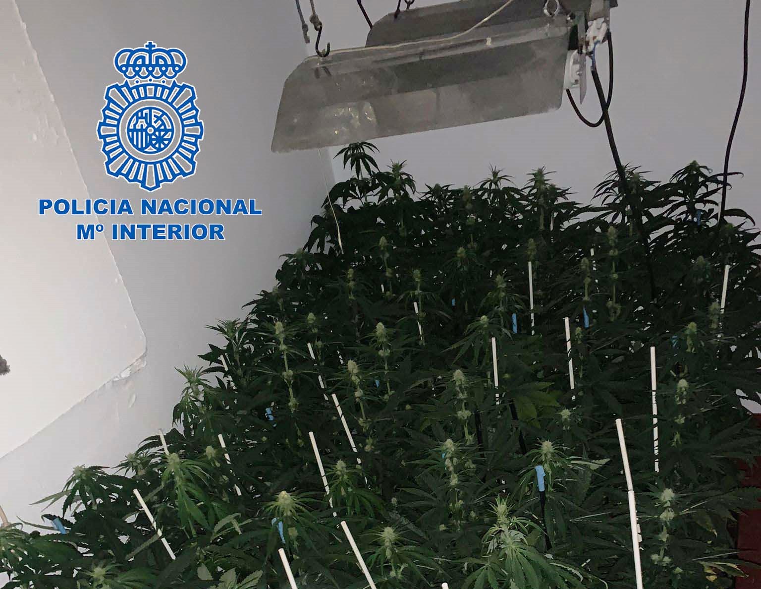 mariahuana merida