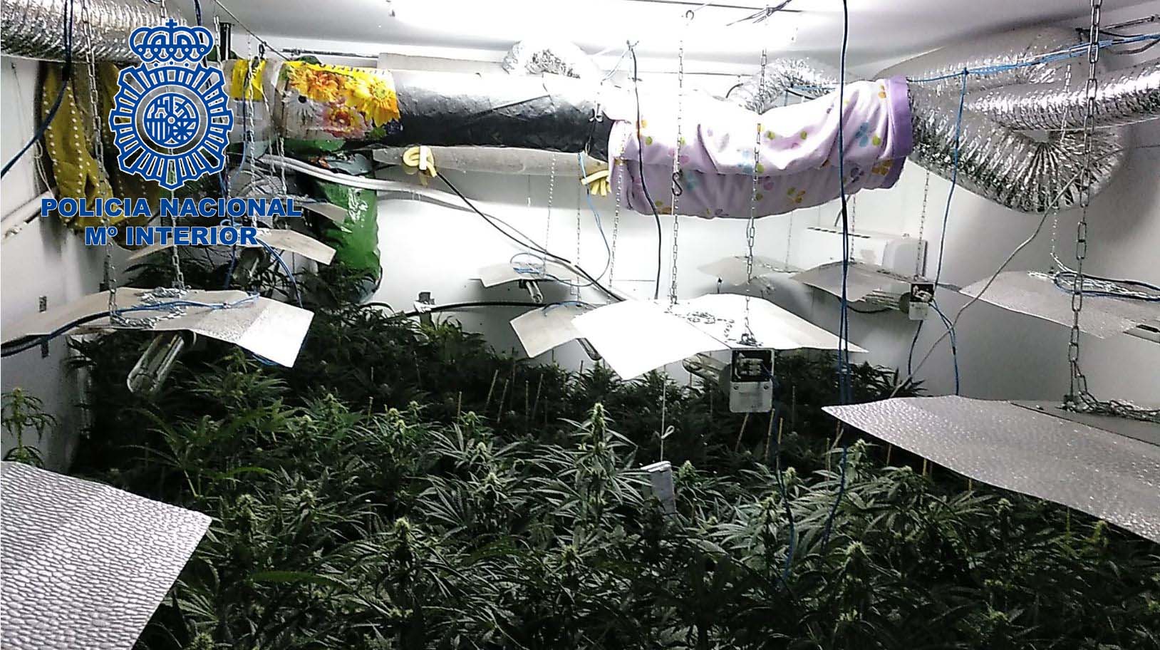 marihuana15d