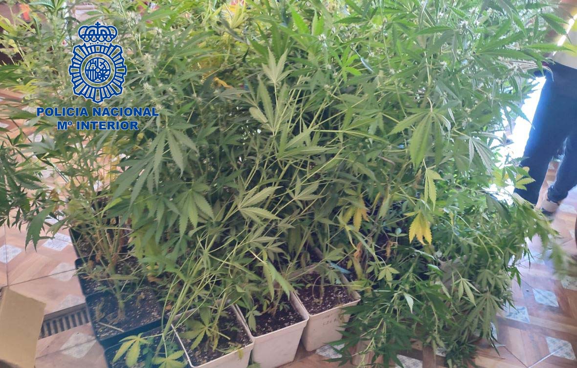 marihuana