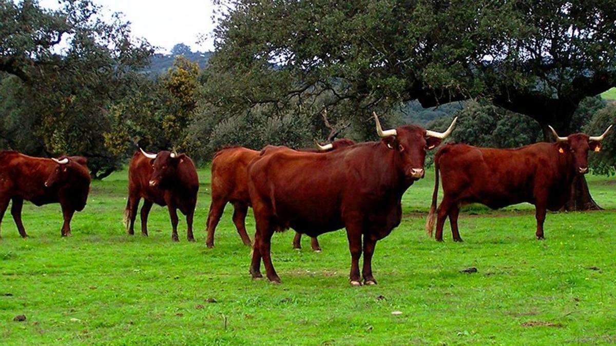 pac ganado bovino