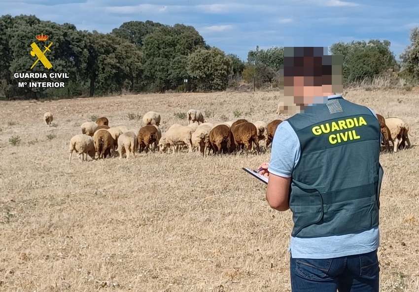 ovejas fuenlabrada