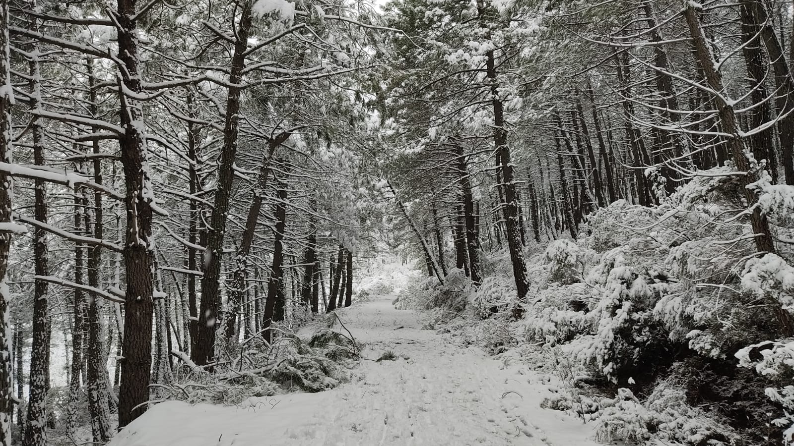 nieve3