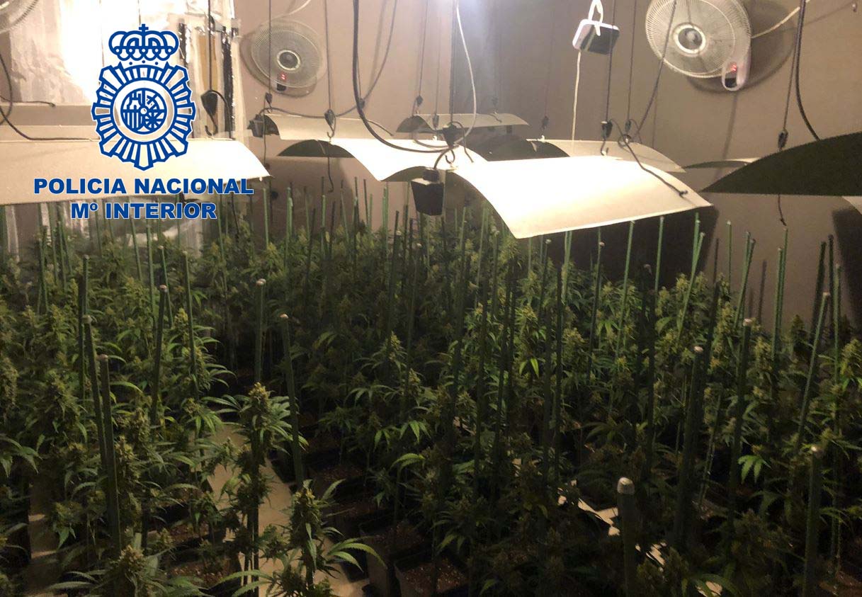 marihuana26e