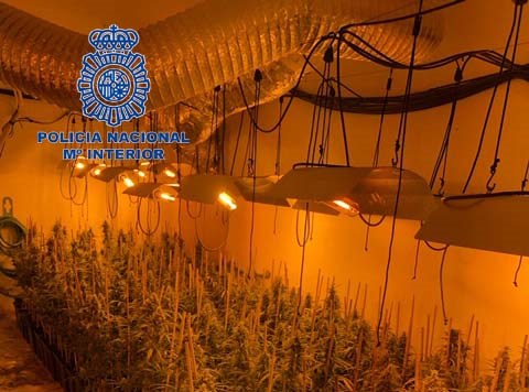 marihuana