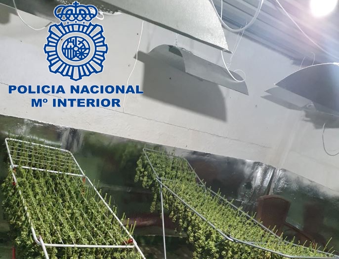 marihuana12mz