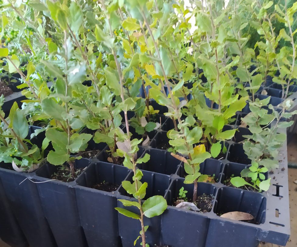 plantas