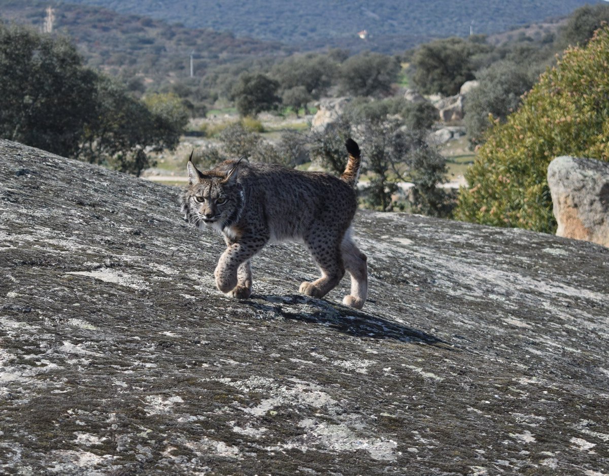 lince don benito