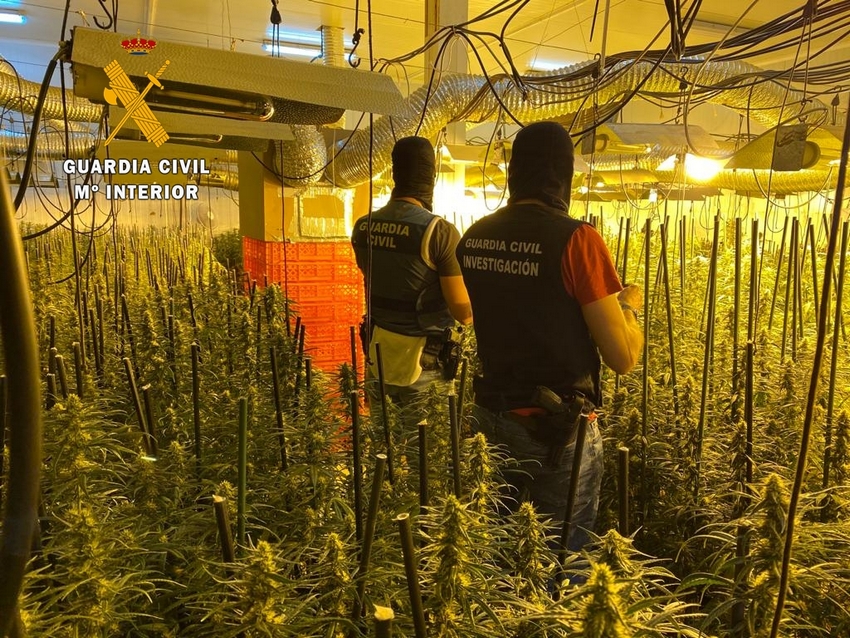 marihuana