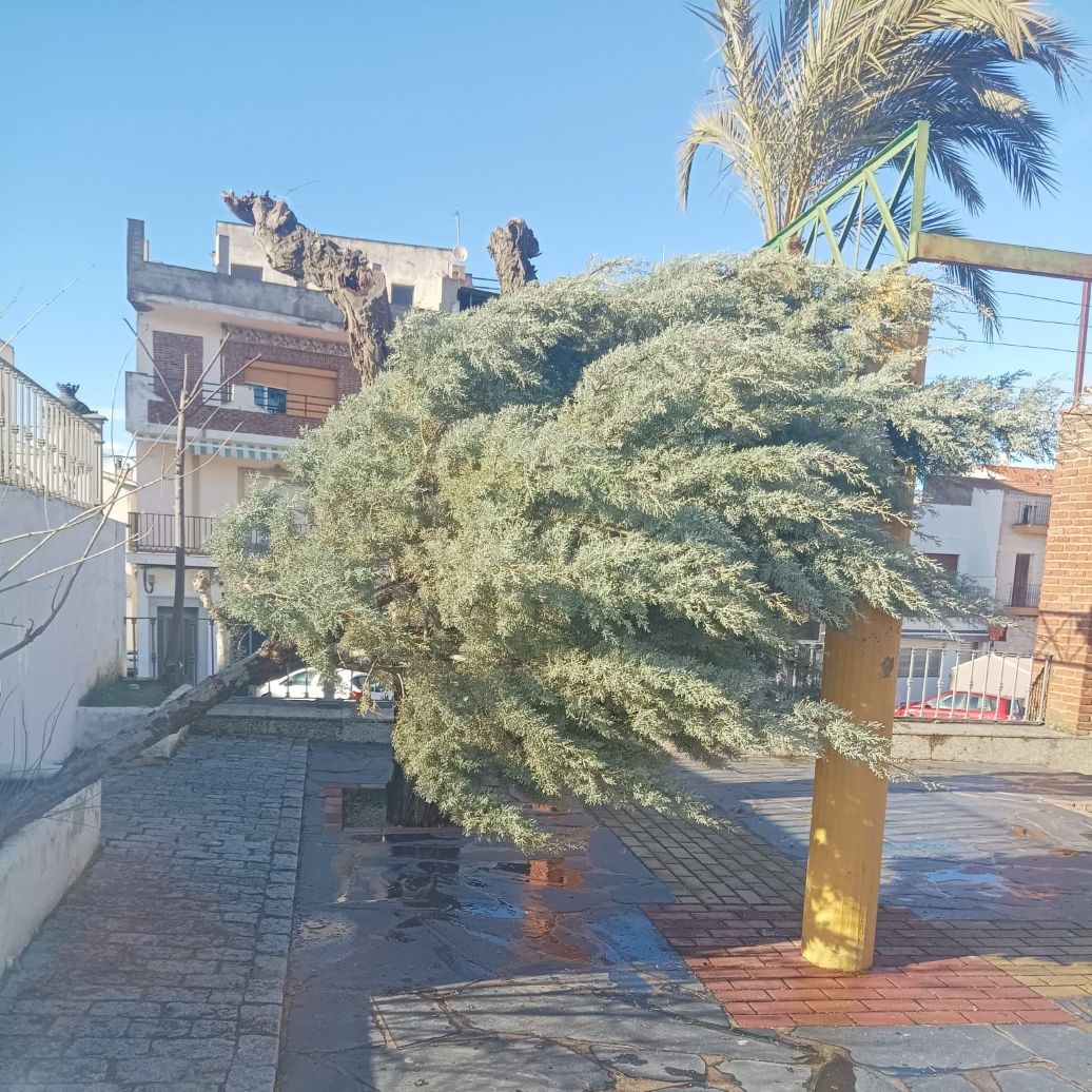 arboles campanario
