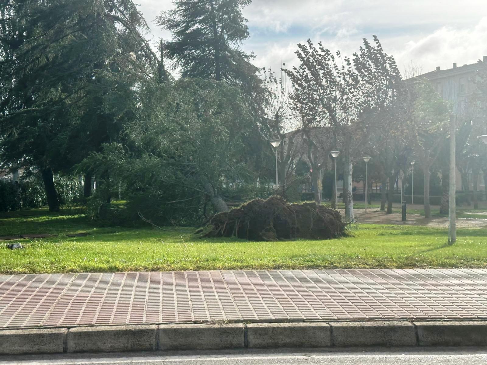 arbolpinos