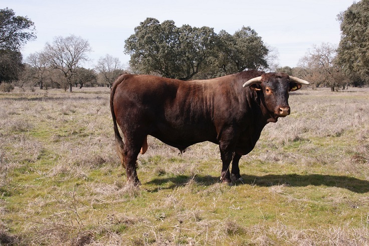 ganado