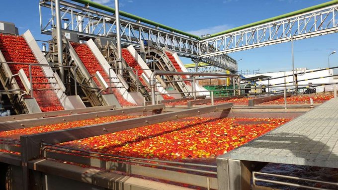 tomates