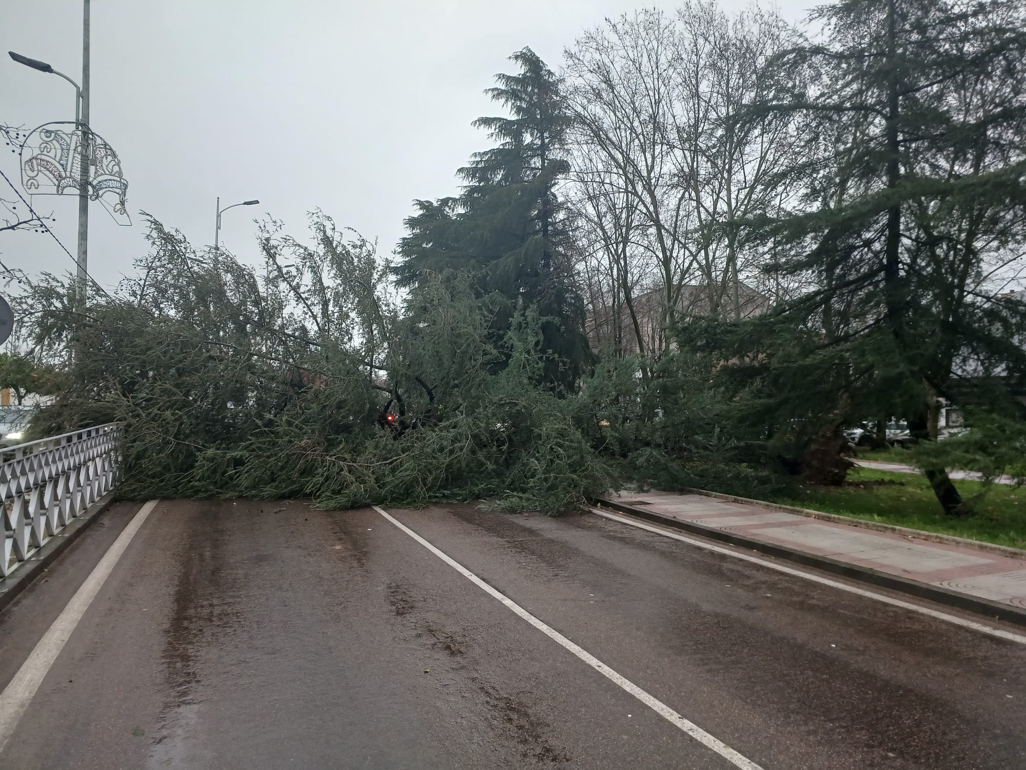 arboles en avenida Alonso Martín