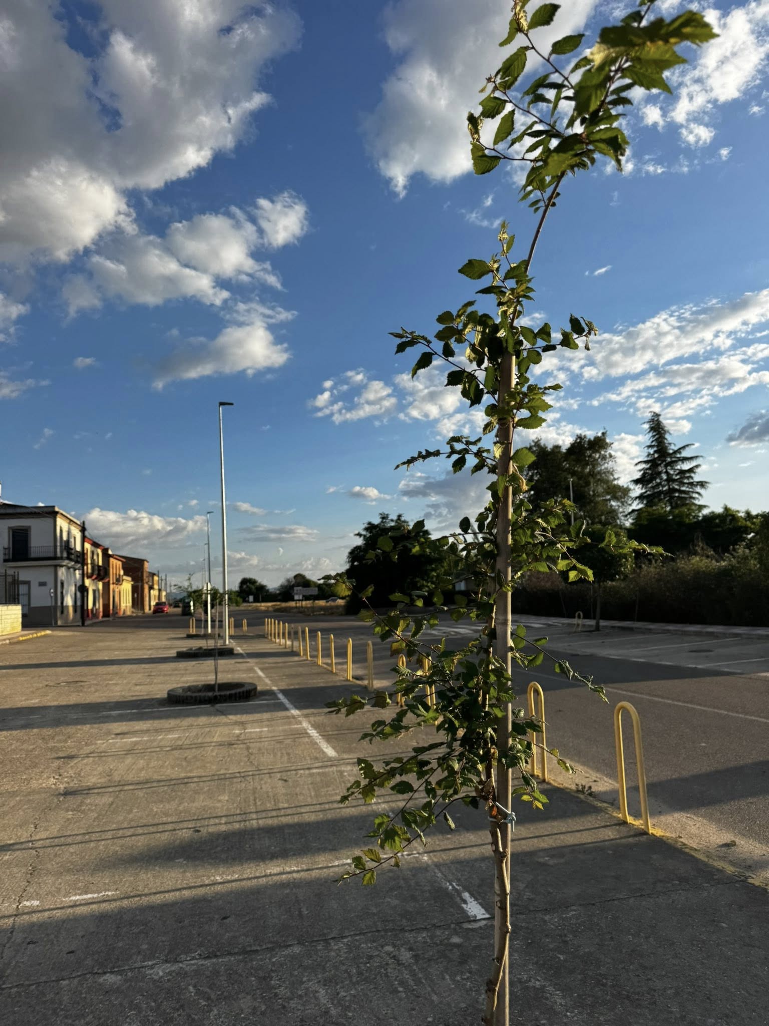 arboles medellín