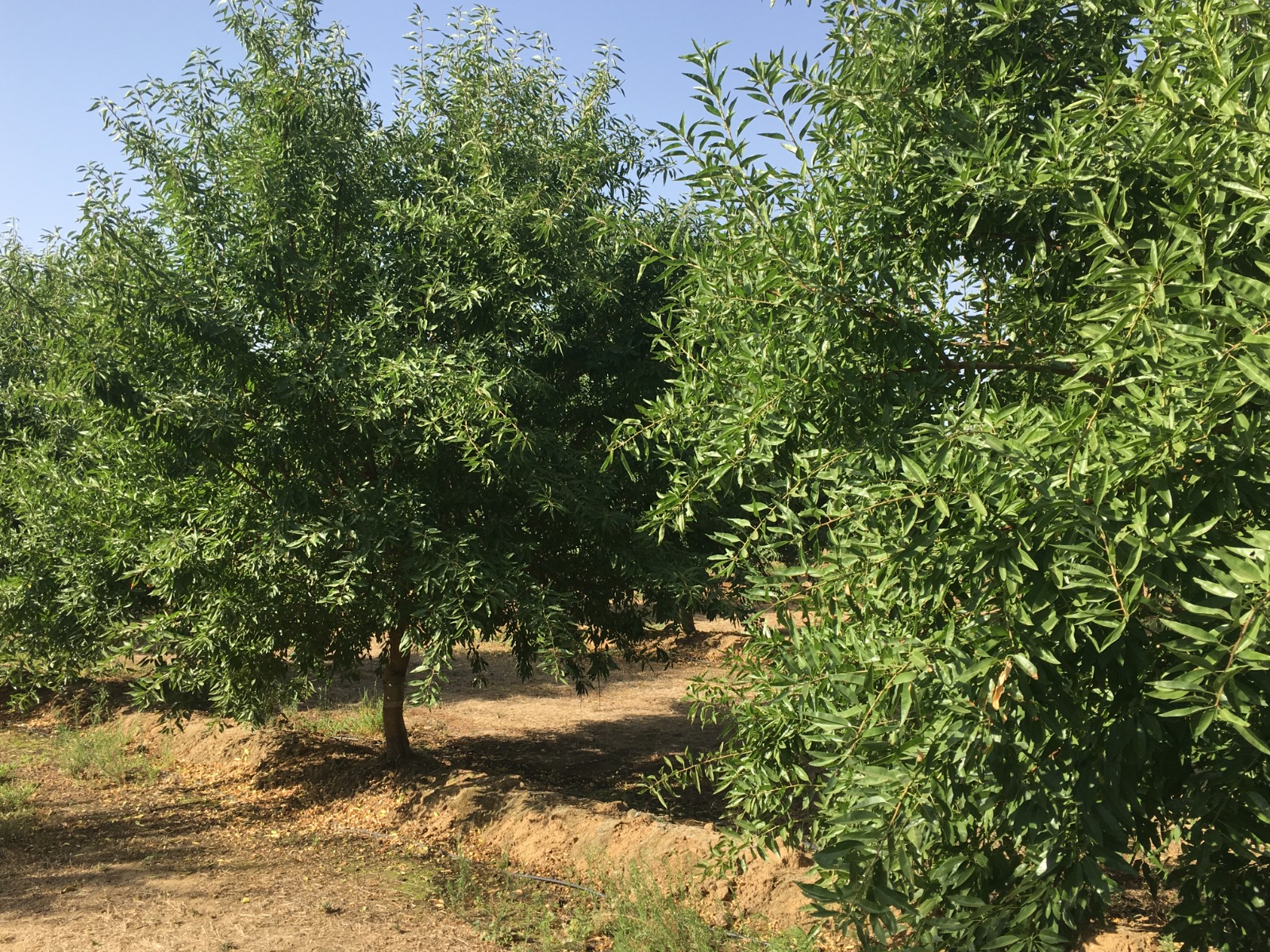 almendro