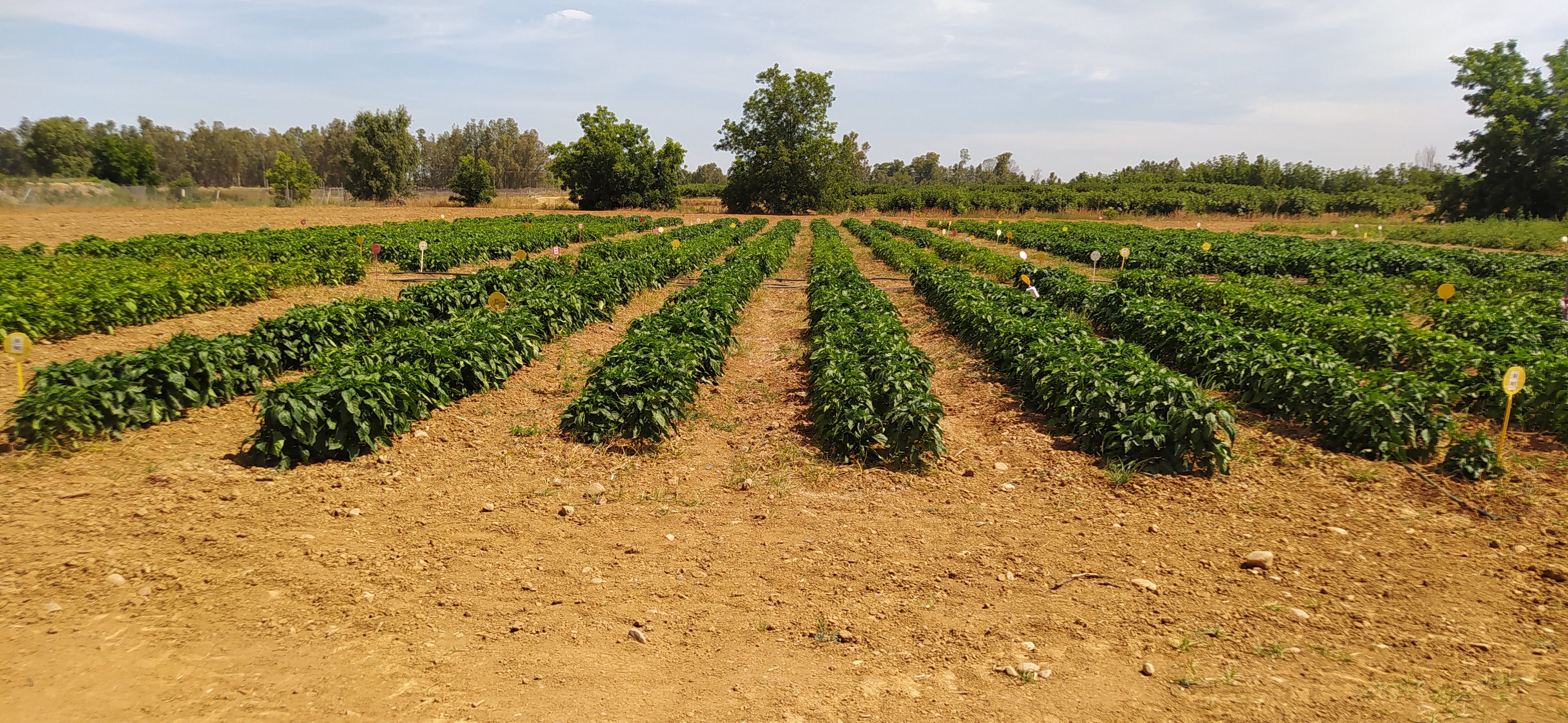 plantacion de pimientos