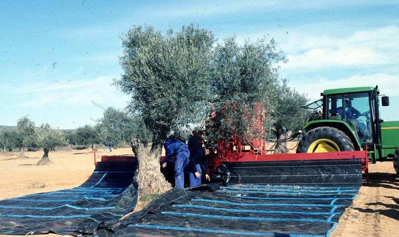 recogida aceitunas