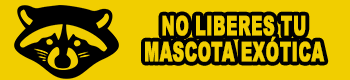 mapache