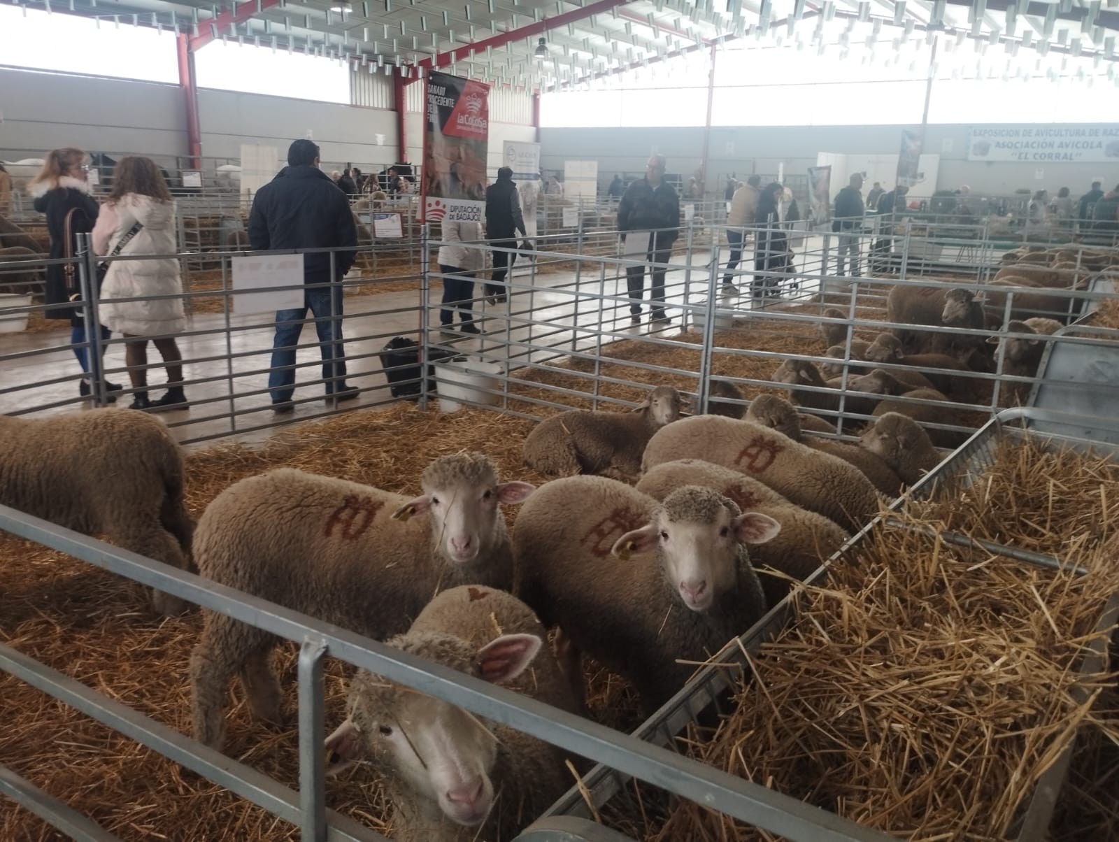 feria ganadera la coronada ovejas