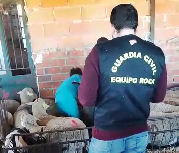 robo corderos