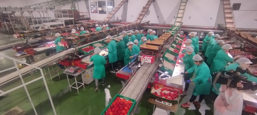 fruta escobar