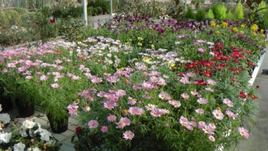 plantas en flor de DIJARDIN